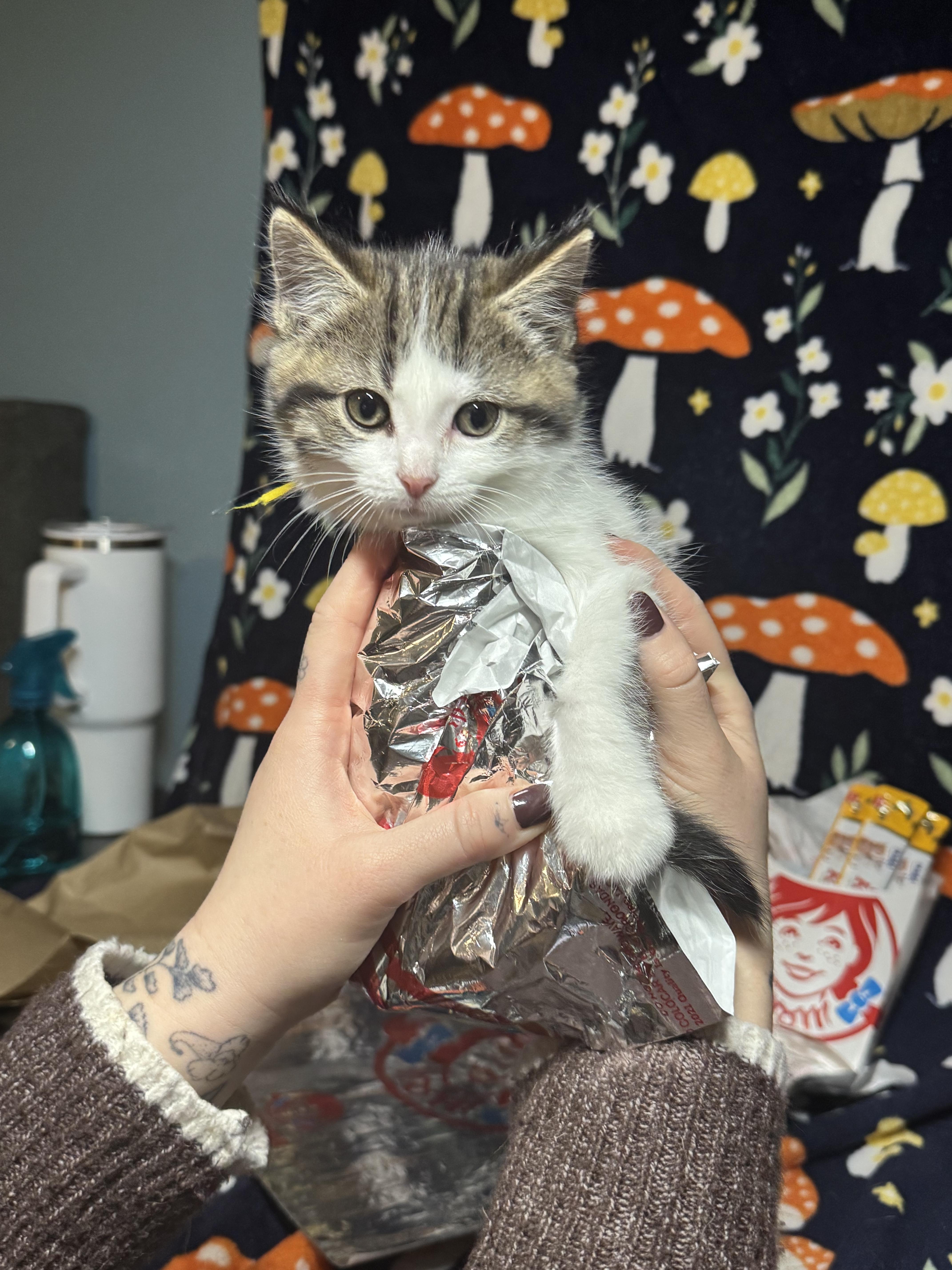 Baconator, ADOPTABLE, Kitten Male Domestic Short Hair.