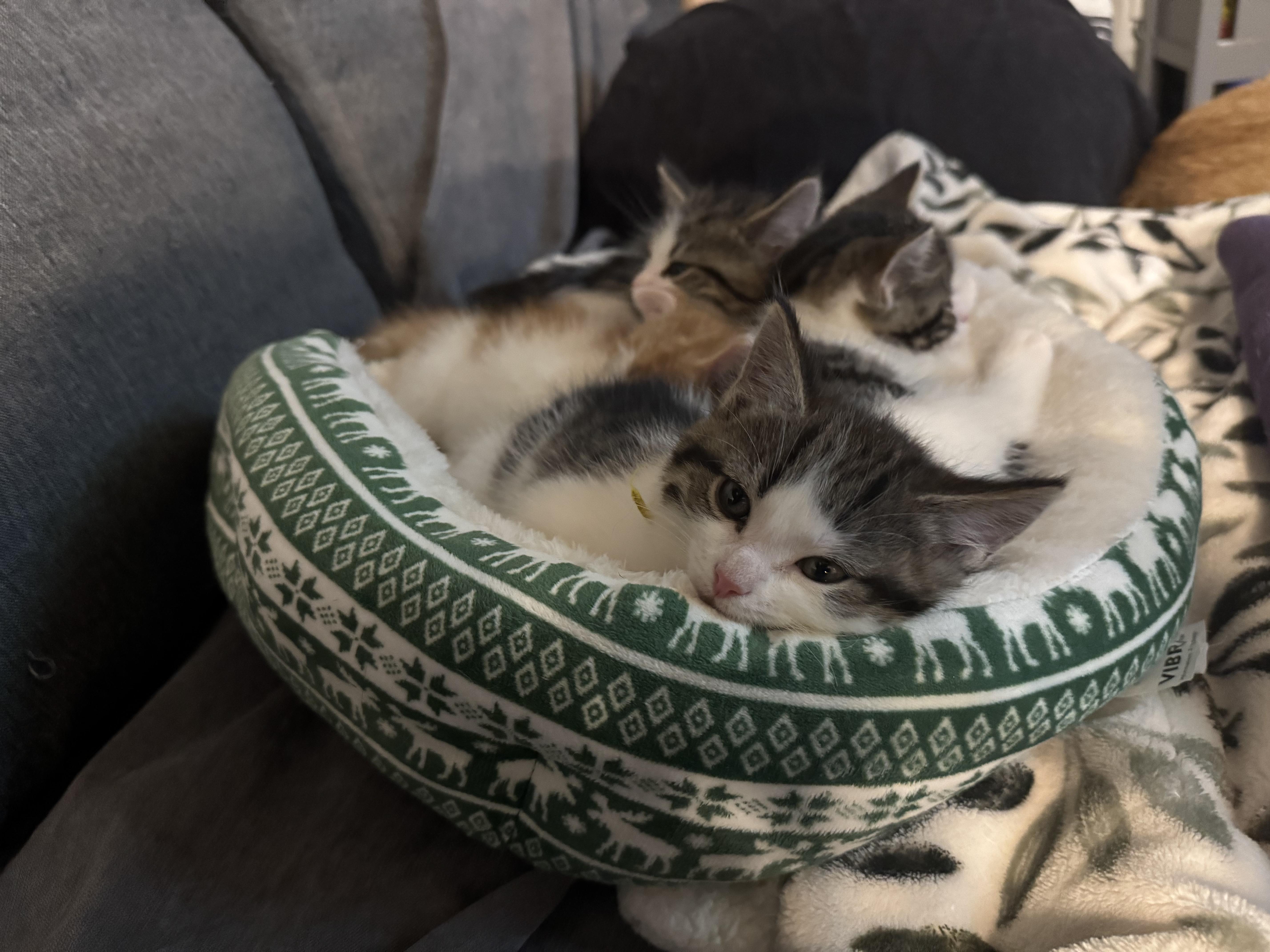 Enlarge Baconator, a ADOPTABLE Domestic Short Hair in Columbus, OH image 4/4