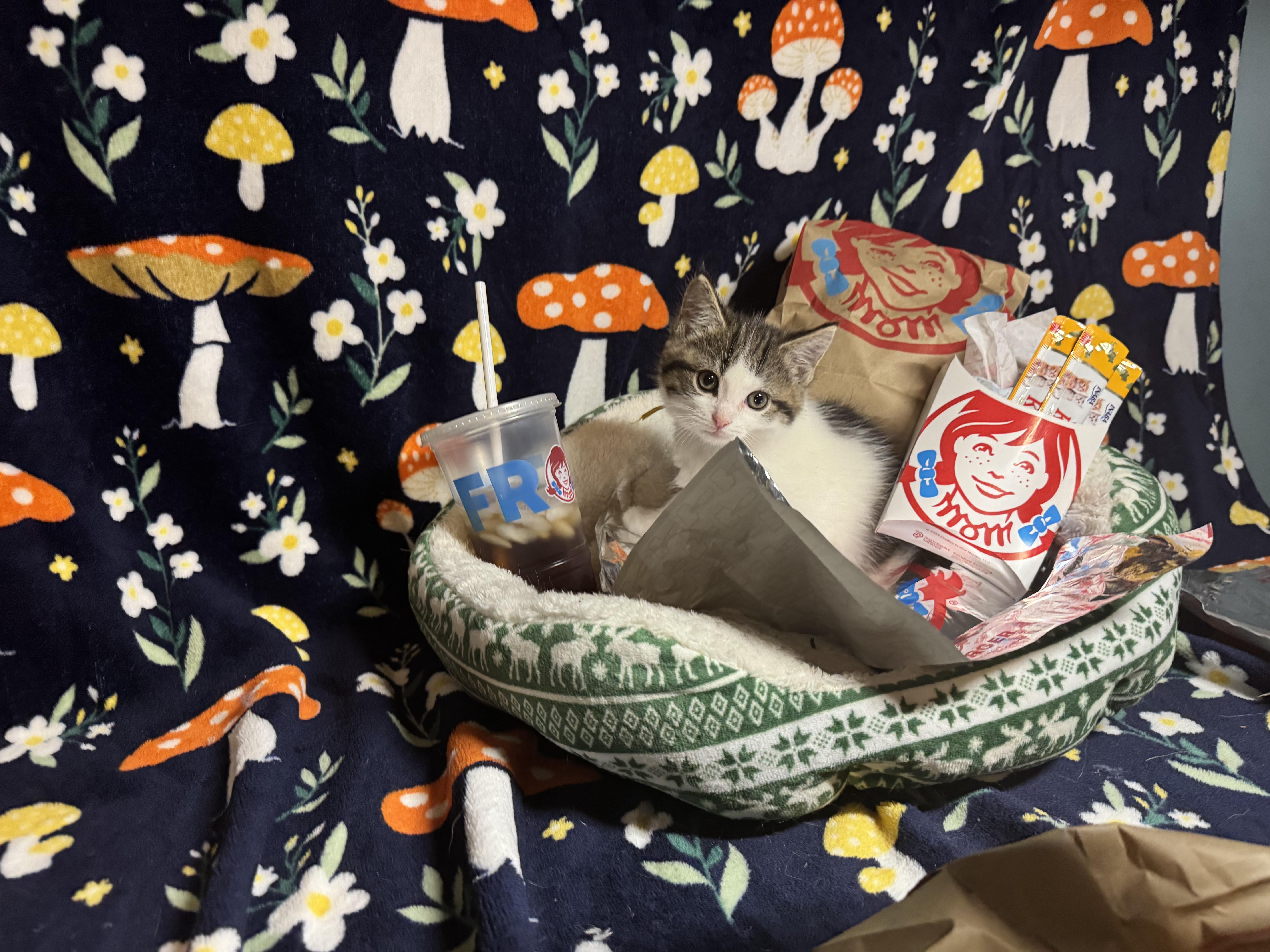 Enlarge Baconator, a ADOPTABLE Domestic Short Hair in Columbus, OH image 3/4