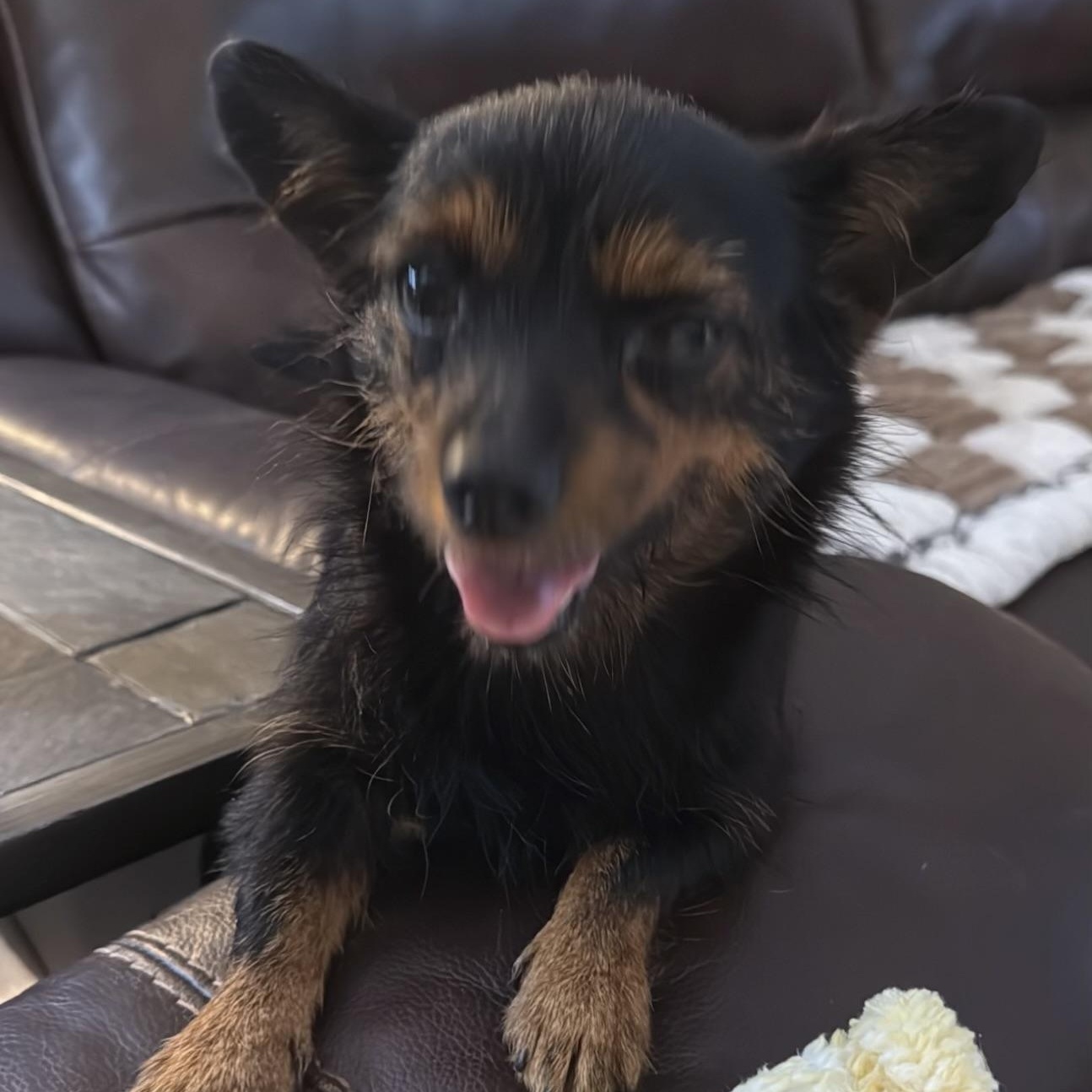 Enlarge Sugar, a Adoptable mixed breed in Charlotte, NC image 6/6