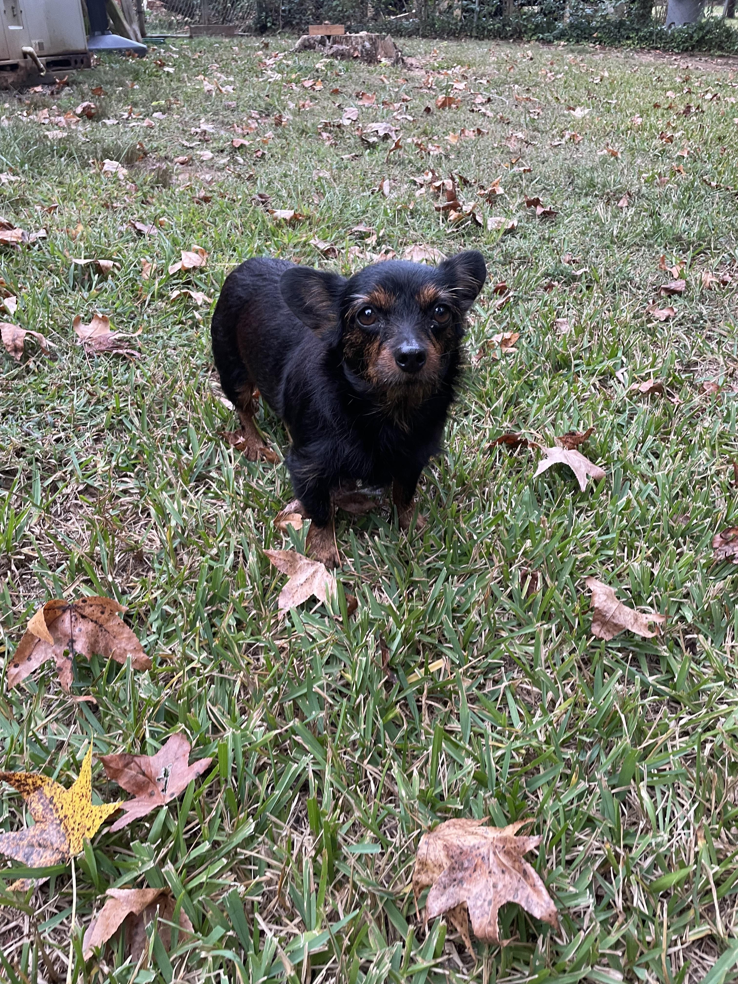 Enlarge Sugar, a Adoptable mixed breed in Charlotte, NC image 1/6