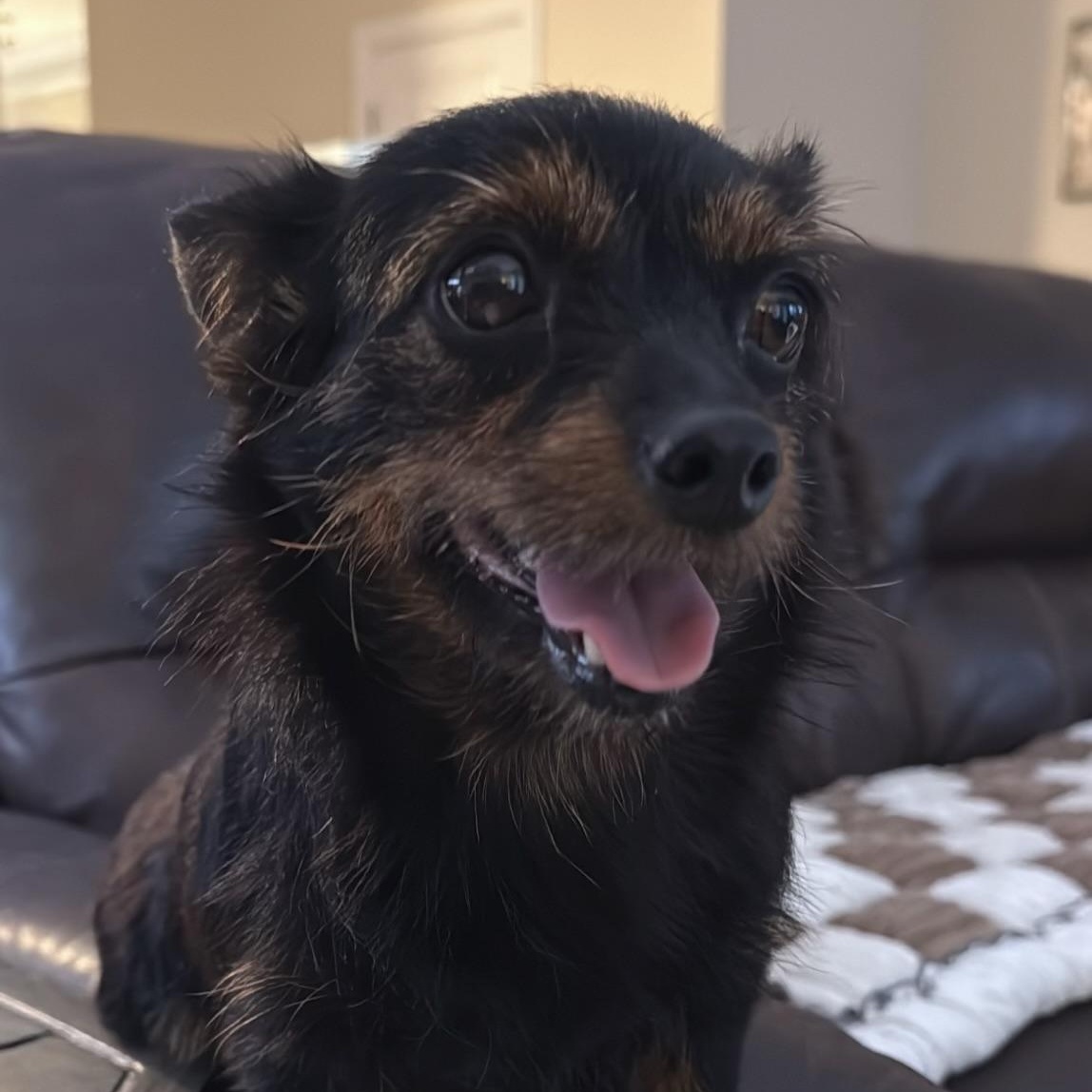 Enlarge Sugar, a Adoptable mixed breed in Charlotte, NC image 5/6