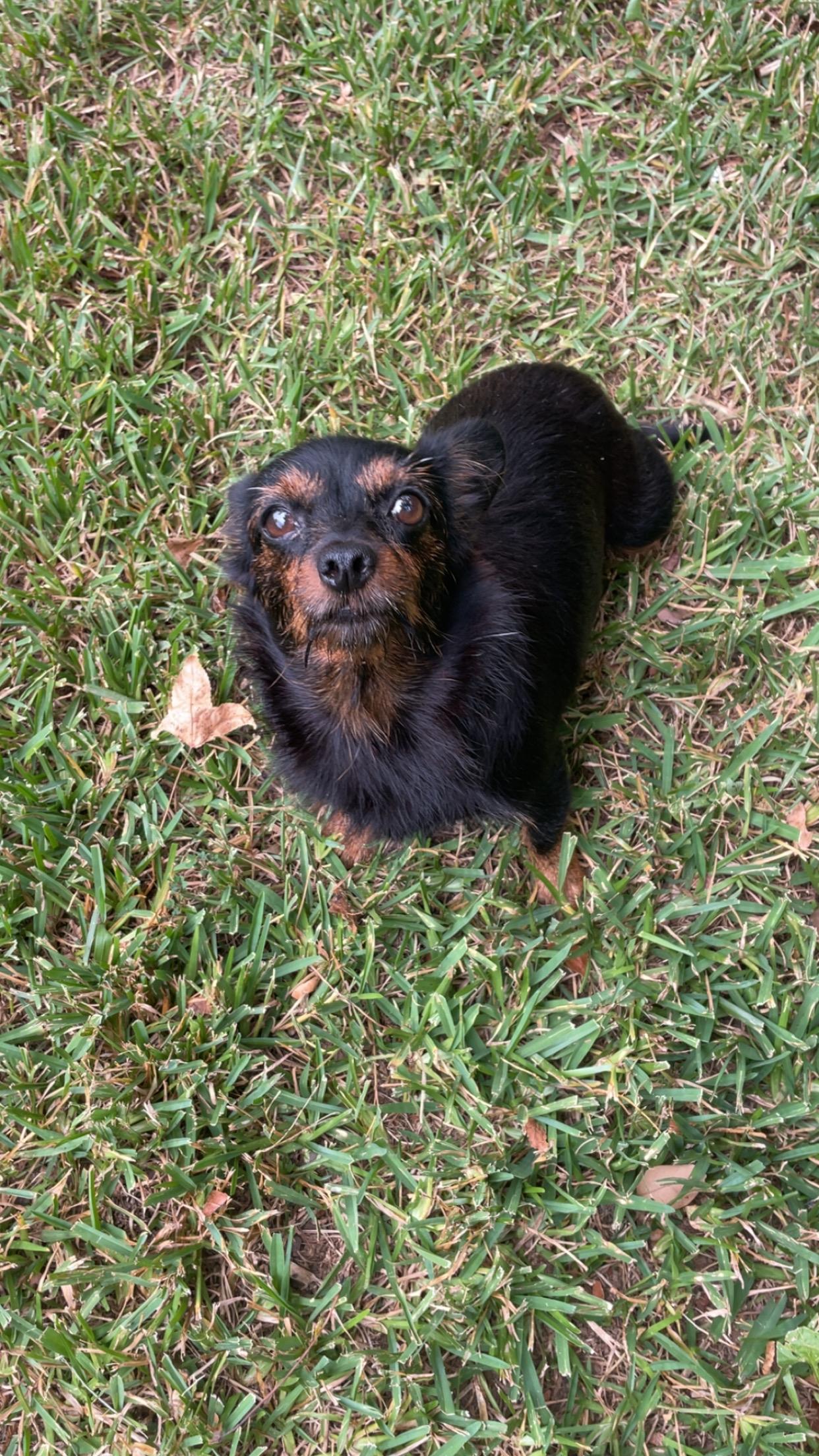 Enlarge Sugar, a Adoptable mixed breed in Charlotte, NC image 3/6