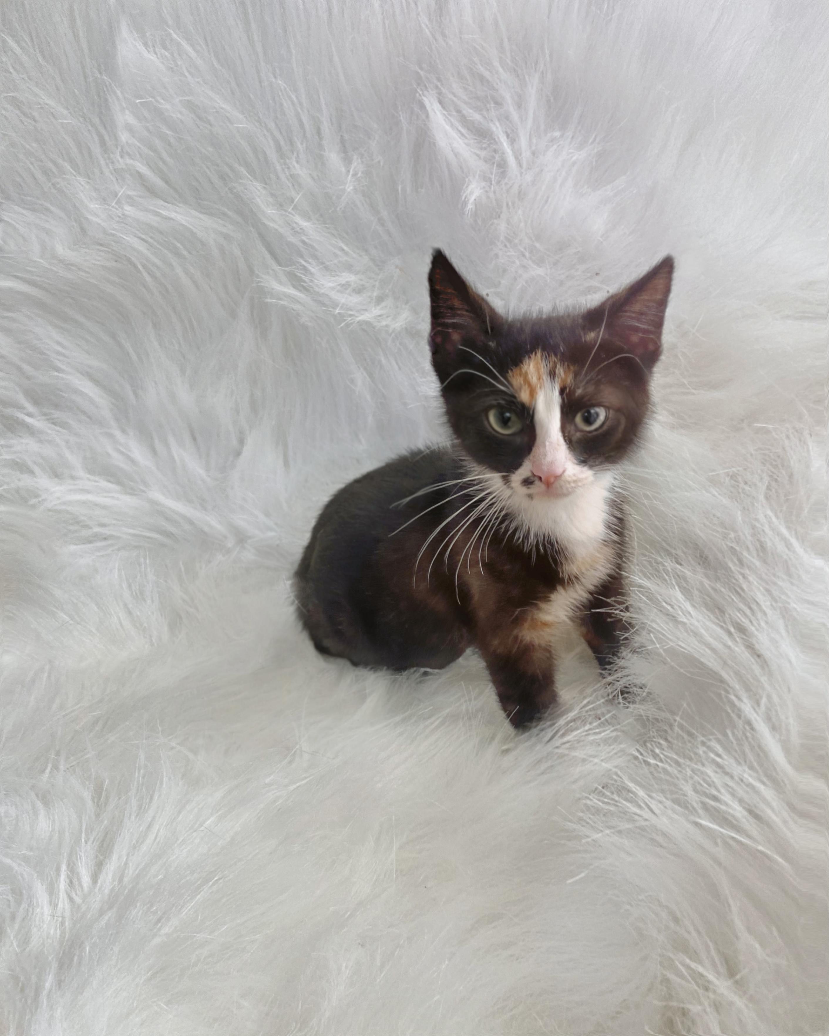 Mimi