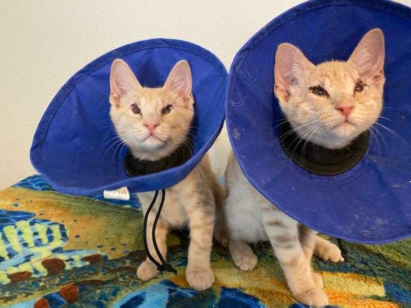 Enlarge BashfulHeart Bear, a Adoptable Domestic Short Hair in Phoenix, AZ image 3/3