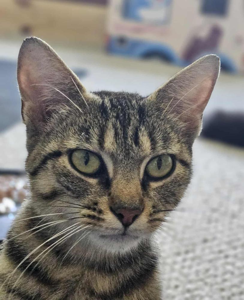 Abby, a Adoptable mixed breed in South Bend, IN image 1/5