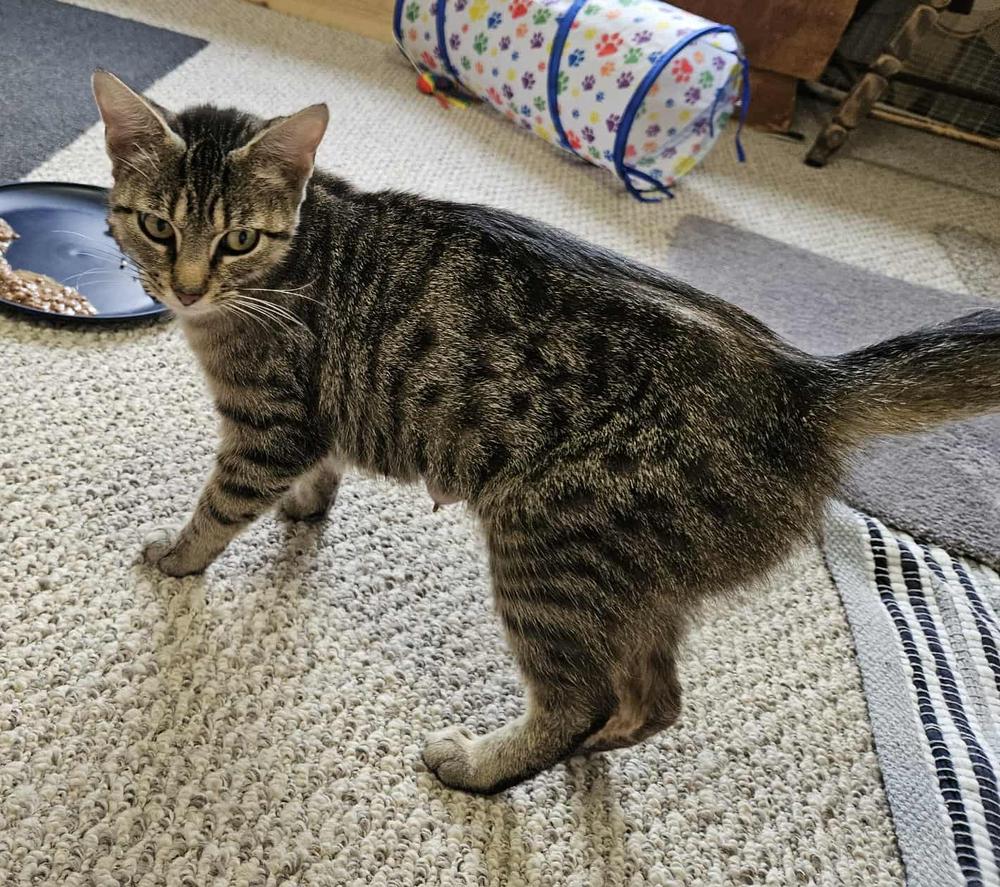 Abby, a Adoptable mixed breed in South Bend, IN image 2/5