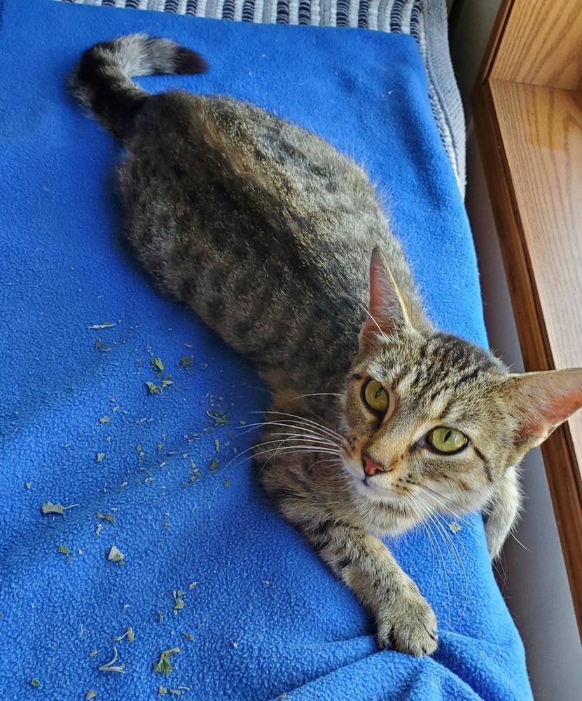 Abby, a Adoptable mixed breed in South Bend, IN image 3/5