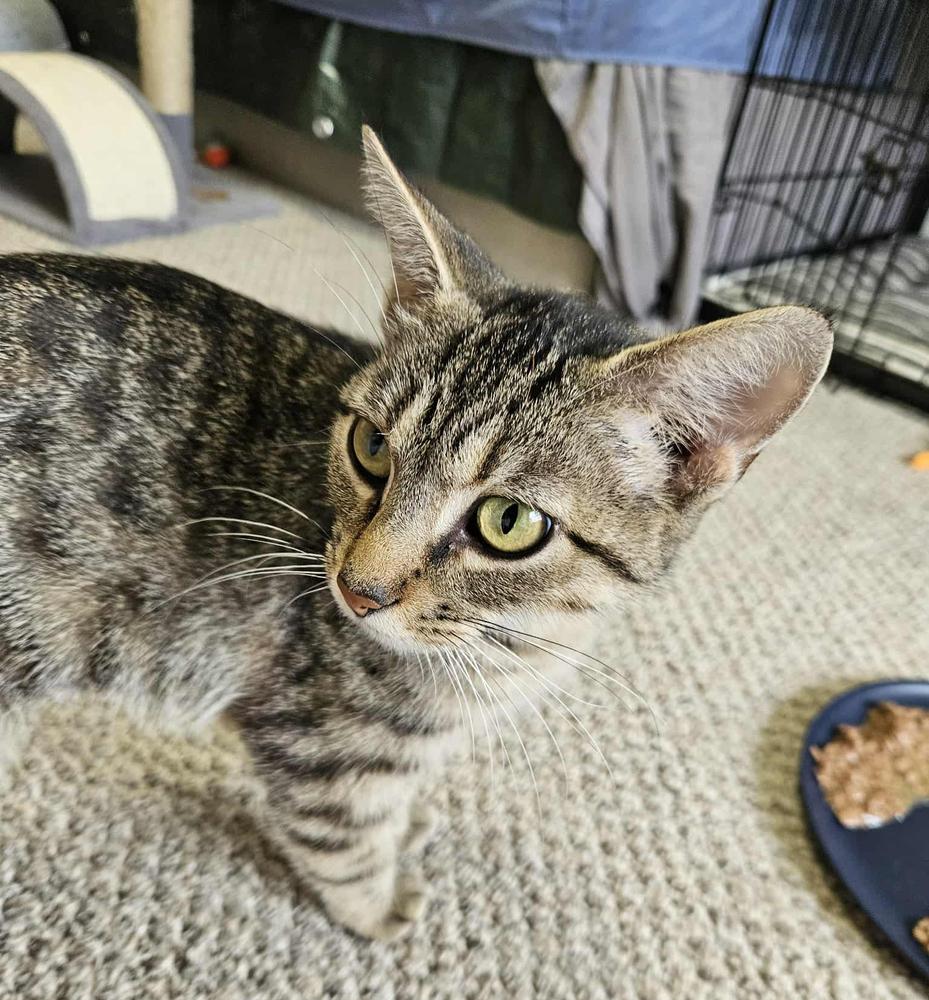 Abby, a Adoptable mixed breed in South Bend, IN image 4/5