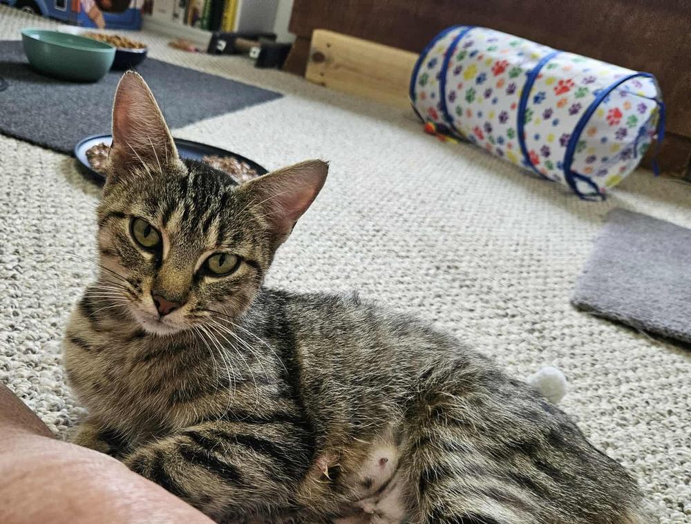 Abby, a Adoptable mixed breed in South Bend, IN image 5/5