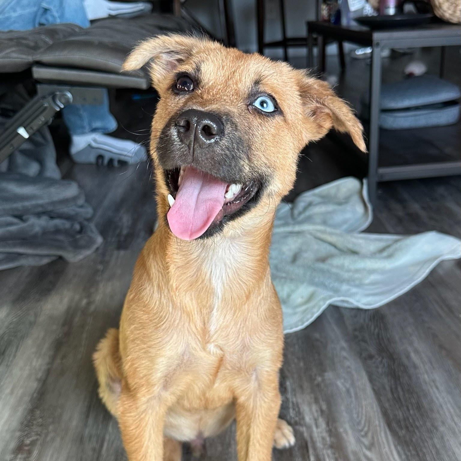 Kody, Adoptable, Puppy Male Australian Shepherd & Labrador Retriever.
