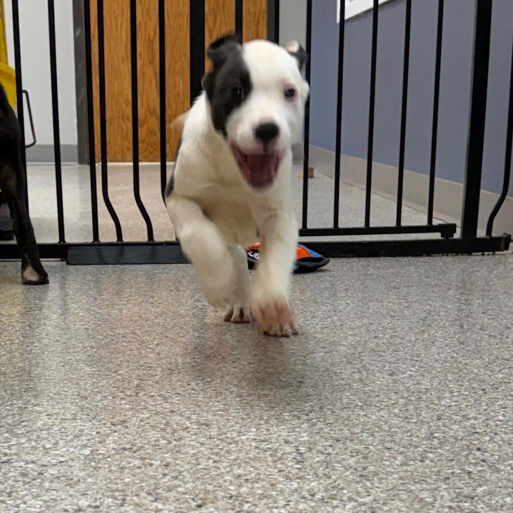 Enlarge Cinch, a Adoptable mixed breed in Detroit Lakes, MN image 1/6