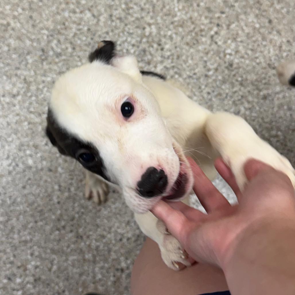 Enlarge Cinch, a Adoptable mixed breed in Detroit Lakes, MN image 2/6