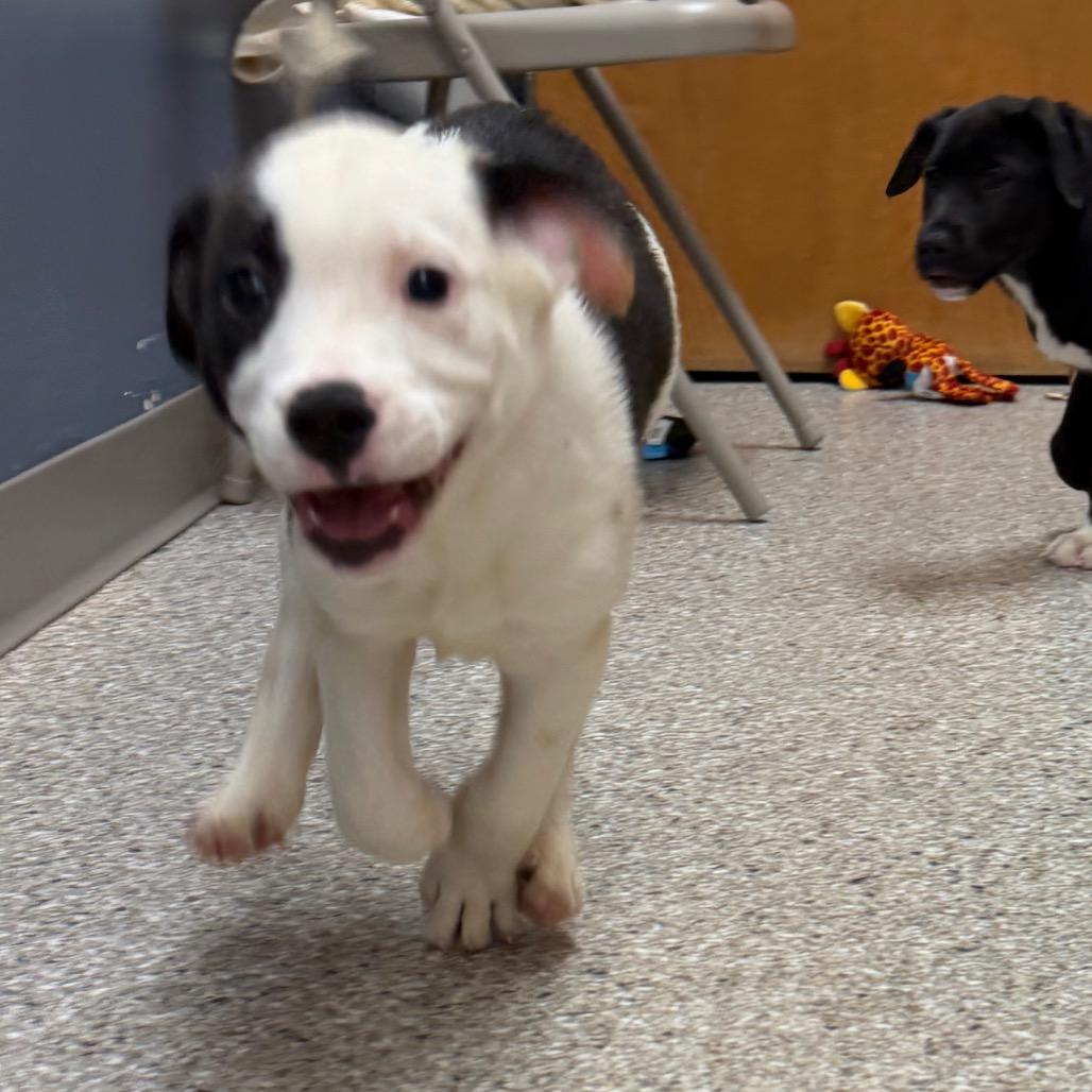 Enlarge Cinch, a Adoptable mixed breed in Detroit Lakes, MN image 3/6