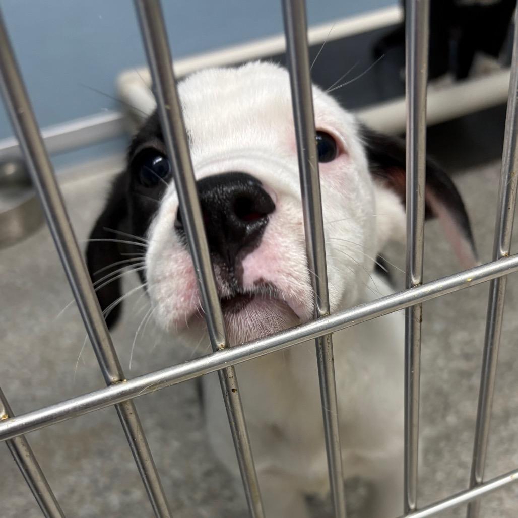 Enlarge Cinch, a Adoptable mixed breed in Detroit Lakes, MN image 4/6
