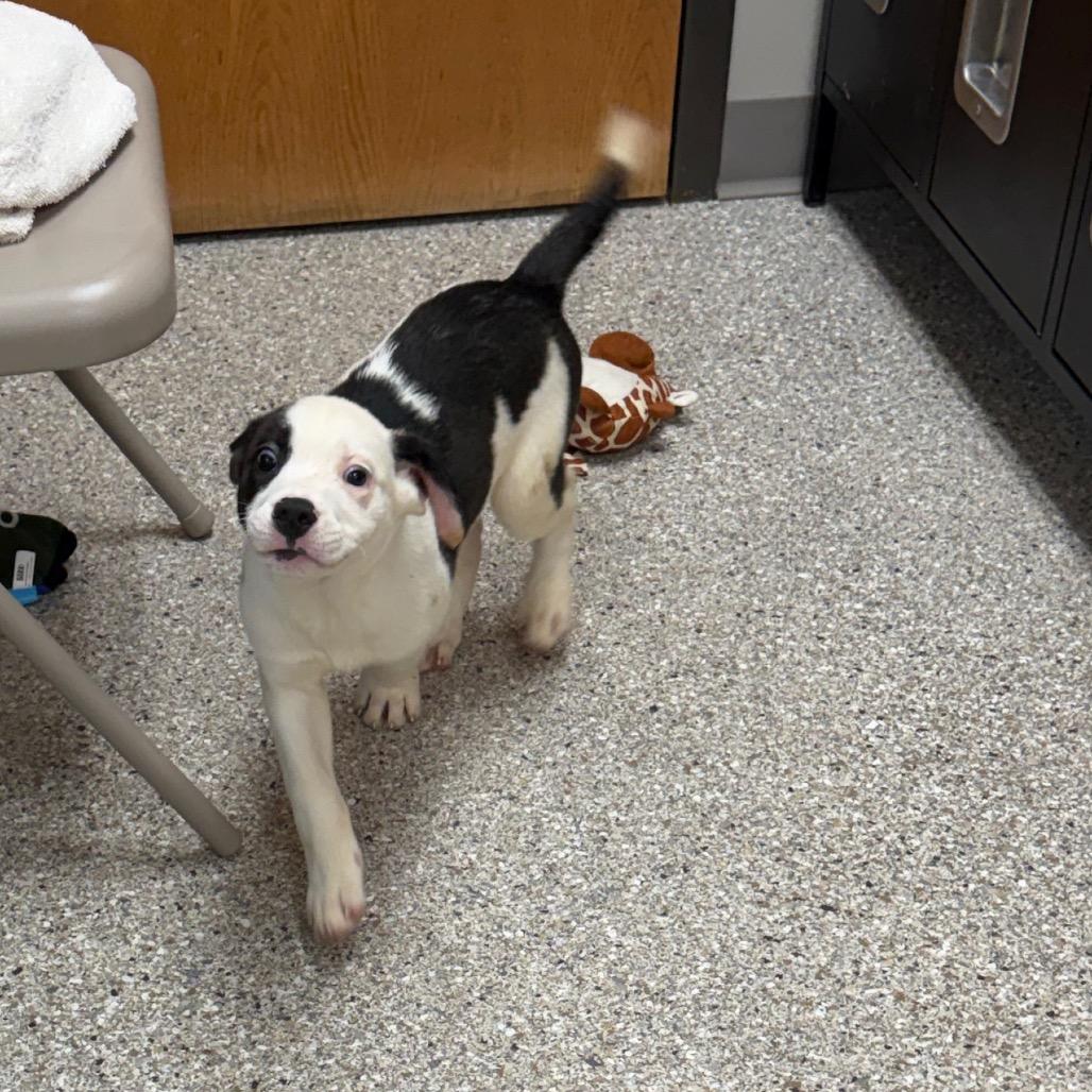 Enlarge Cinch, a Adoptable mixed breed in Detroit Lakes, MN image 5/6