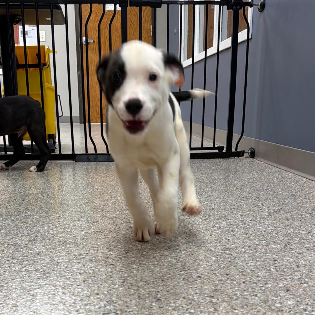 Enlarge Cinch, a Adoptable mixed breed in Detroit Lakes, MN image 6/6
