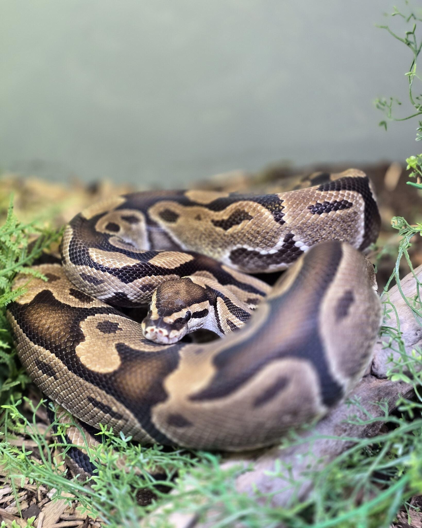 Lil Willy, Adoptable, Adult Male Ball Python.