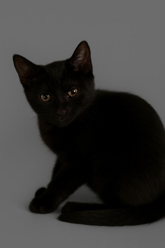 Little RT, Adoptable, Kitten Female Domestic Short Hair.