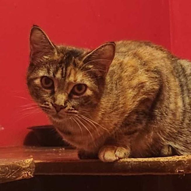 Cara, Adoptable, Adult Female Domestic Short Hair.