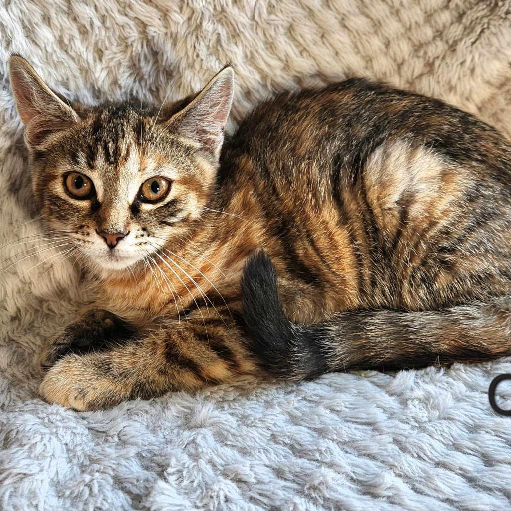 Enlarge Cara, a Adoptable Domestic Short Hair in Wind Gap, PA image 2/2