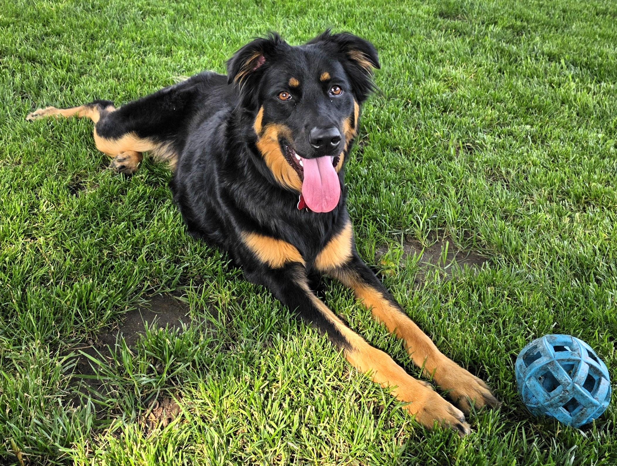 Enlarge Miley, a ADOPTABLE mixed breed in Lisbon, IA image 4/6