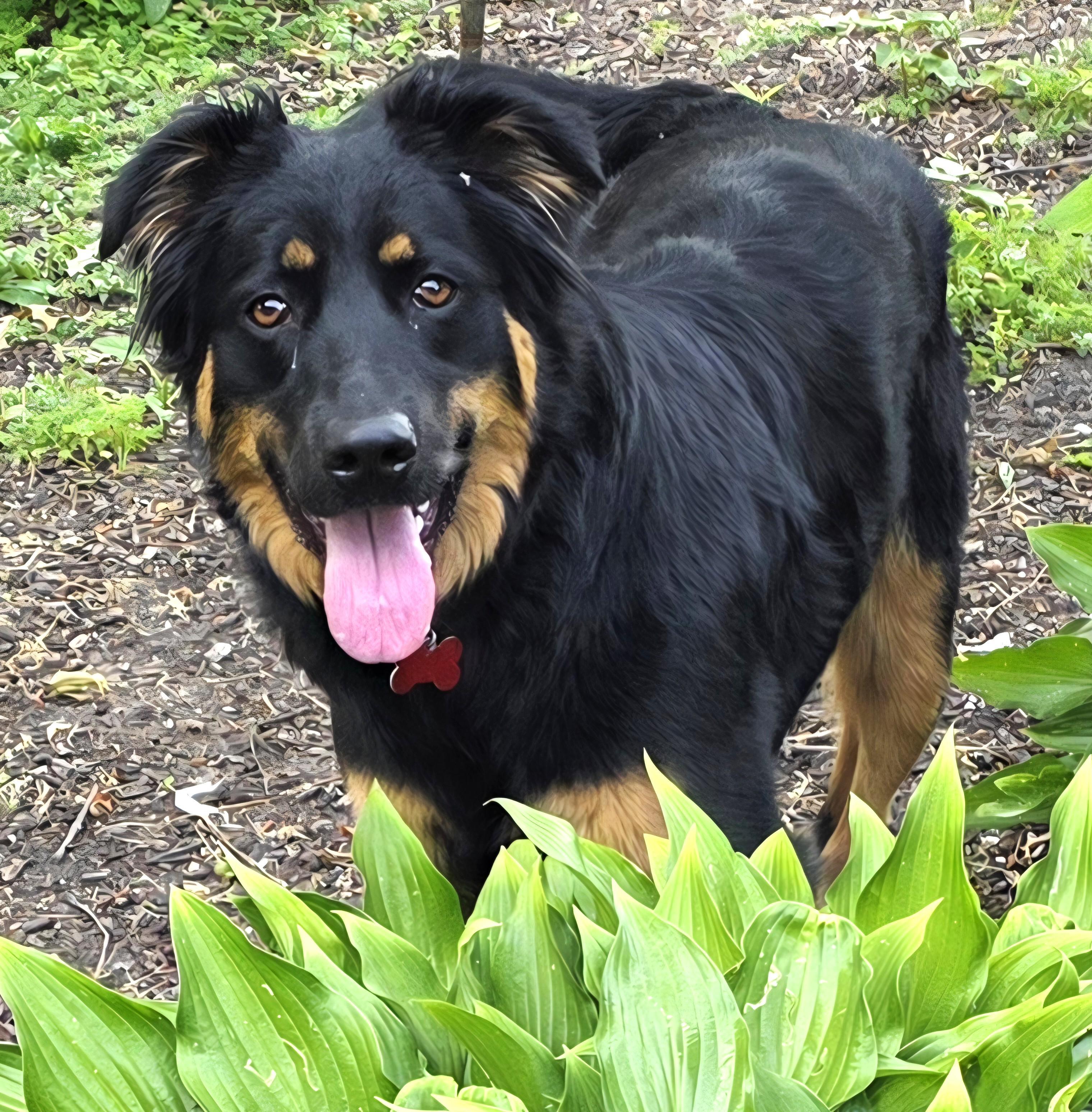 Miley, ADOPTABLE, Adult Female Shepherd.