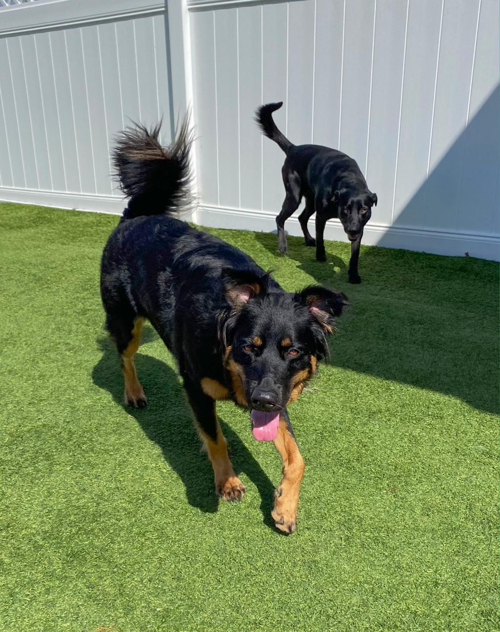 Enlarge Miley, a ADOPTABLE mixed breed in Lisbon, IA image 5/6