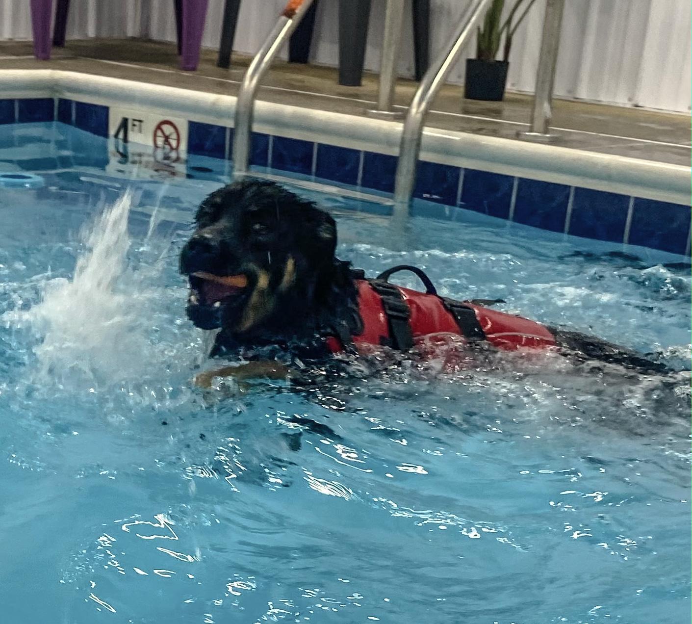 Enlarge Miley, a ADOPTABLE mixed breed in Lisbon, IA image 6/6
