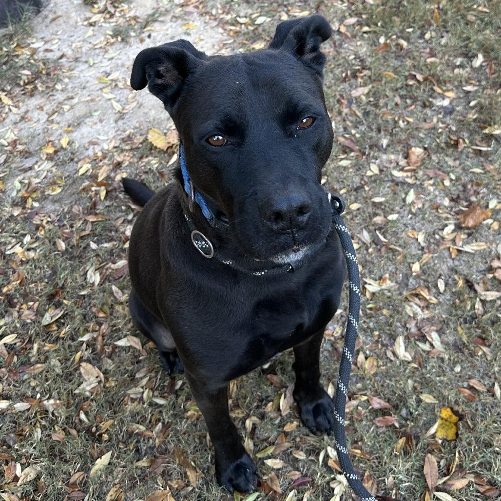 Enlarge Bo 6165, a Adoptable Mixed Breed in Columbus, GA image 1/6