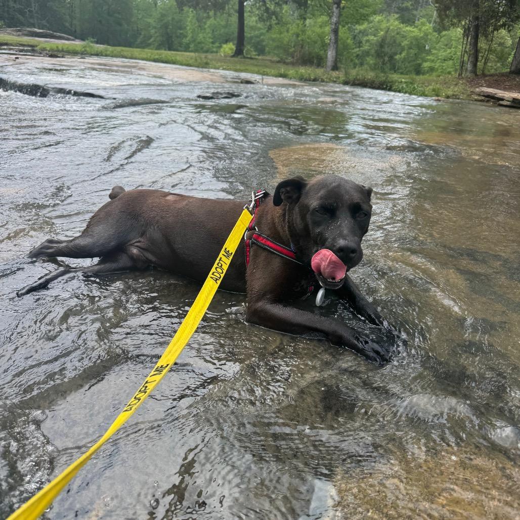 Enlarge Bo 6165, a Adoptable Mixed Breed in Columbus, GA image 2/6