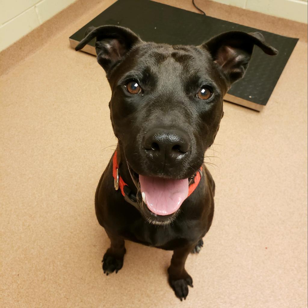 Enlarge Bo 6165, a Adoptable Mixed Breed in Columbus, GA image 3/6