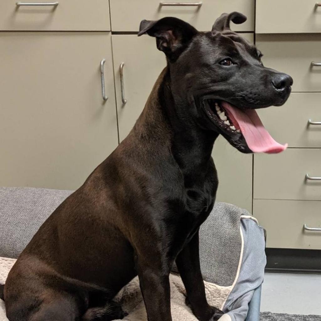 Enlarge Bo 6165, a Adoptable Mixed Breed in Columbus, GA image 4/6