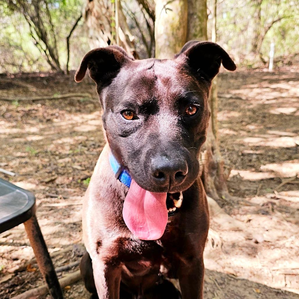 Enlarge Bo 6165, a Adoptable Mixed Breed in Columbus, GA image 6/6