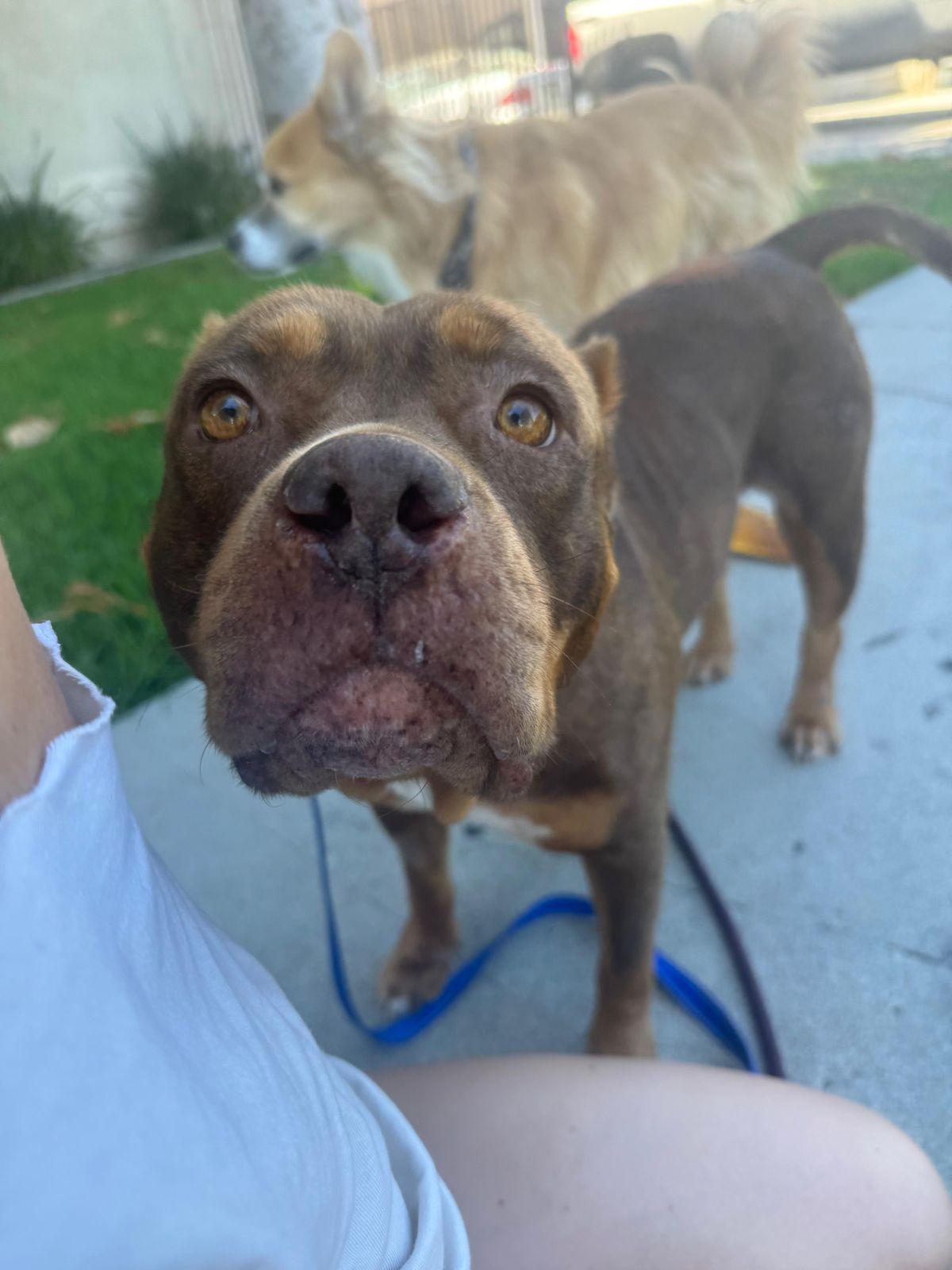 Enlarge Sunny, a Adoptable American Bully in Los Angeles, CA image 4/6
