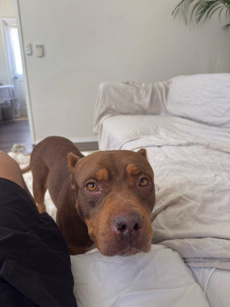 Enlarge Sunny, a Adoptable American Bully in Los Angeles, CA image 5/6