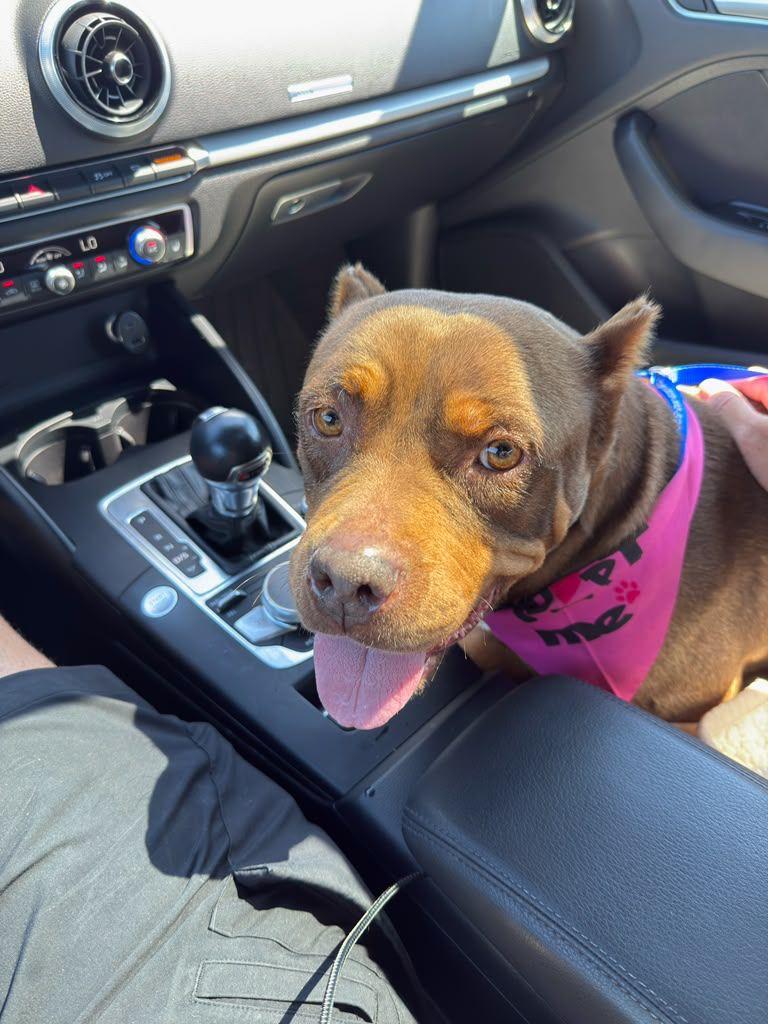 Sunny, Adoptable, Young Female American Bully.