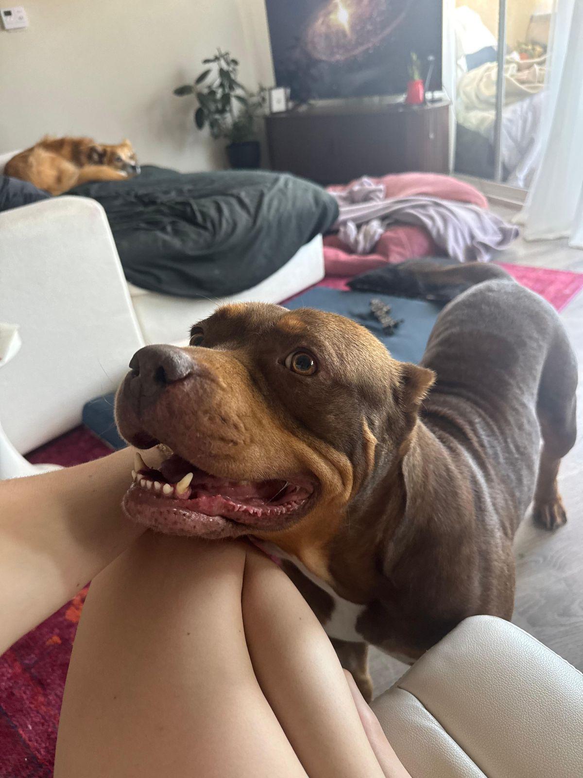 Enlarge Sunny, a Adoptable American Bully in Los Angeles, CA image 3/6