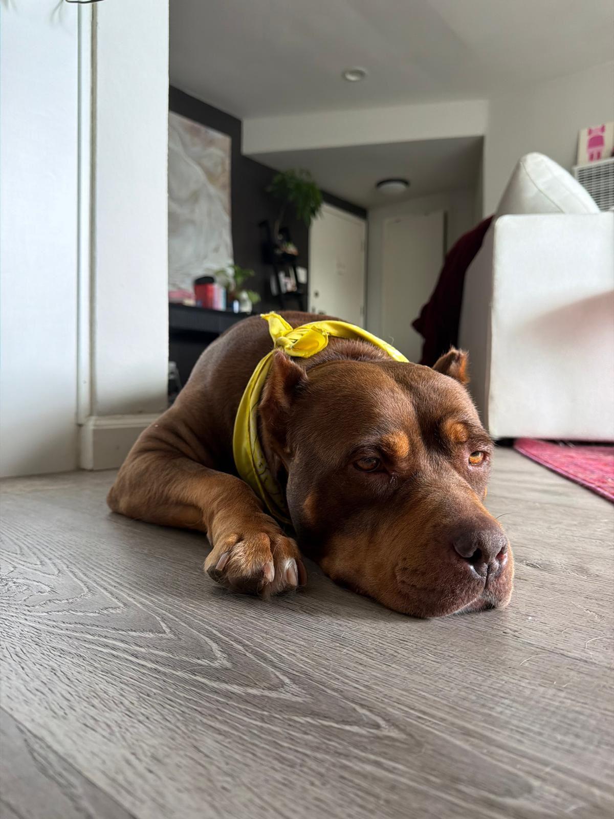 Enlarge Sunny, a Adoptable American Bully in Los Angeles, CA image 6/6