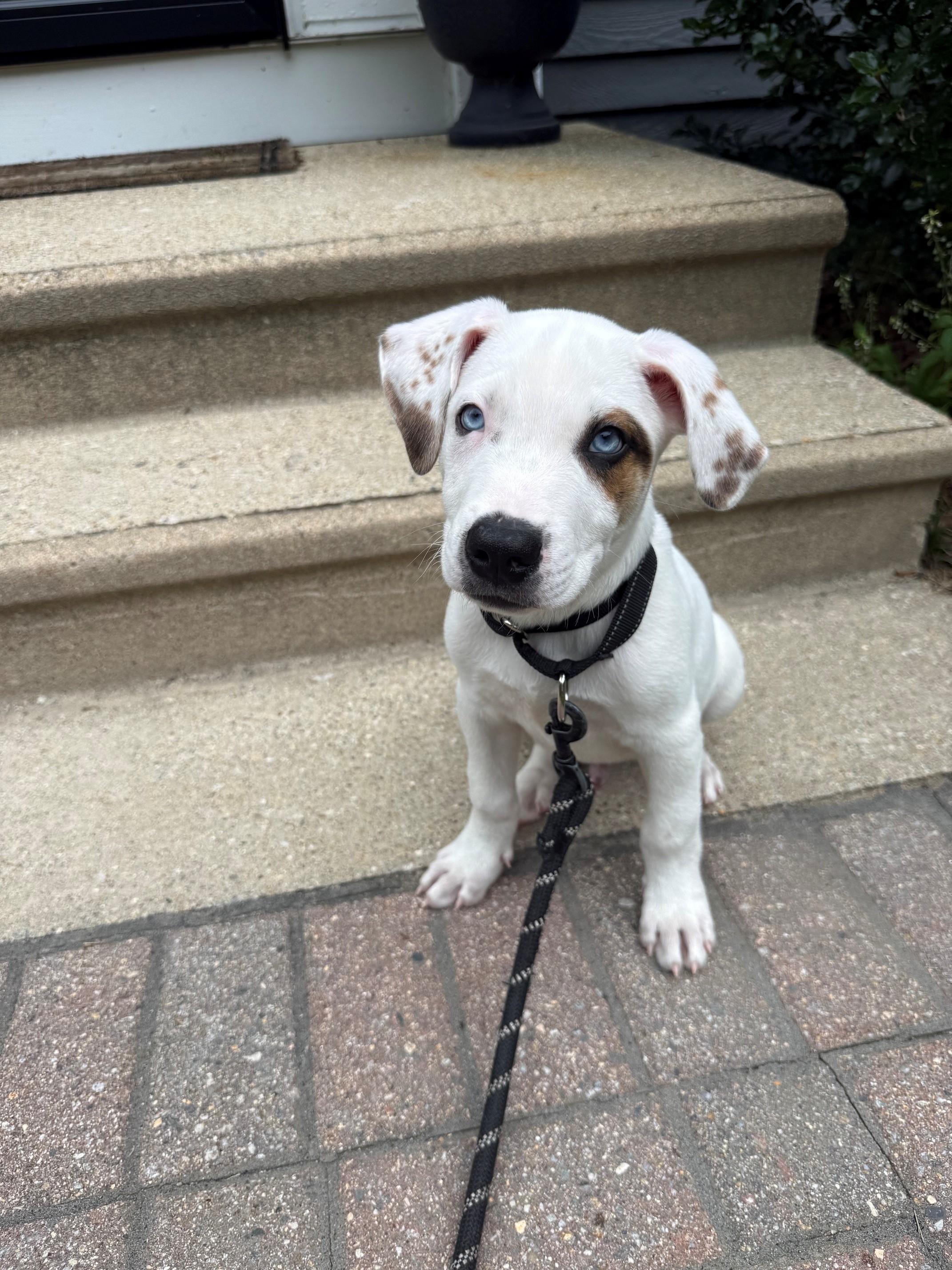 Scottie Surprise - LOCAL PUP, an adopted mixed breed in Andover, MA image 2/6