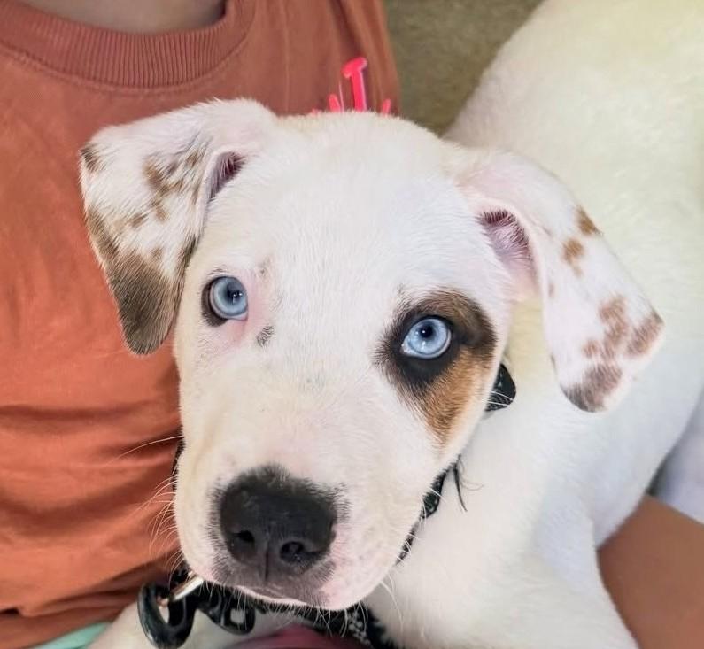 Scottie Surprise - LOCAL PUP, adopted, Puppy Male Hound & Great Pyrenees.
