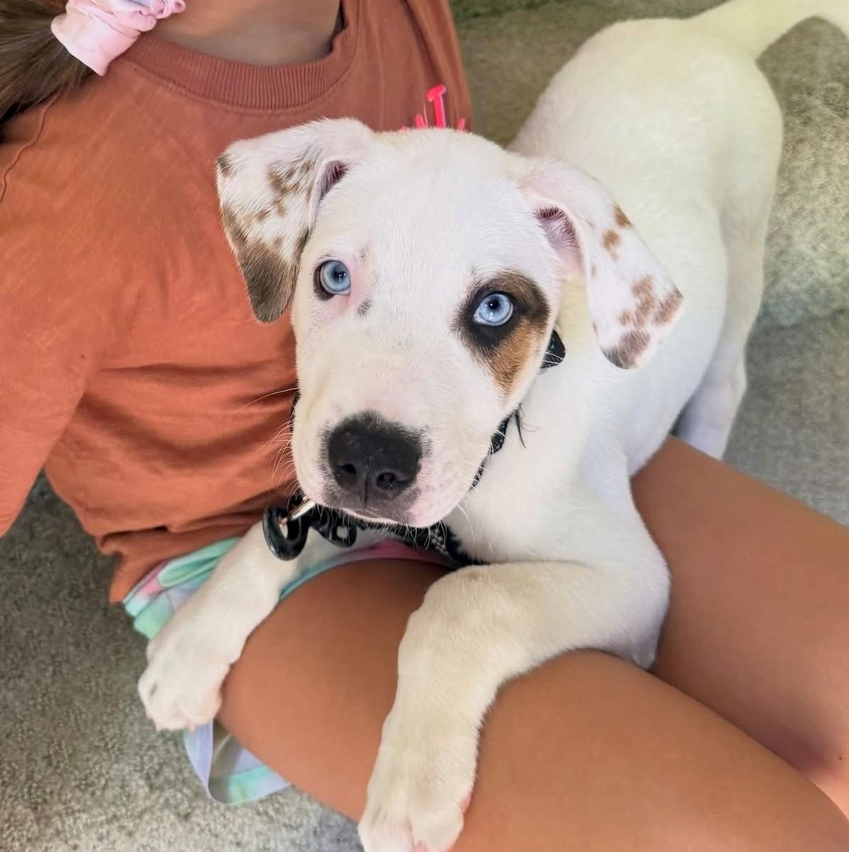 Scottie Surprise - LOCAL PUP, an adopted mixed breed in Andover, MA image 3/6