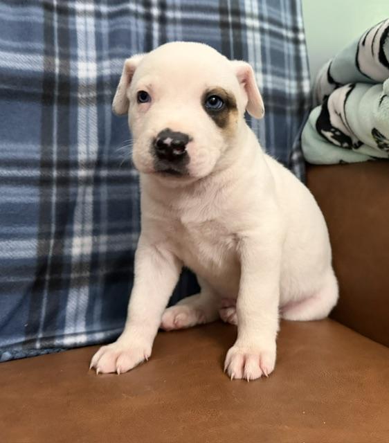 Scottie Surprise - LOCAL PUP, an adopted mixed breed in Andover, MA image 5/6