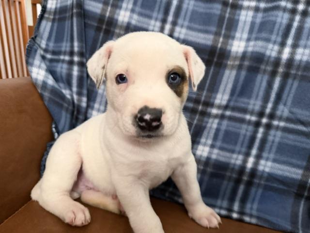 Scottie Surprise - LOCAL PUP, an adopted mixed breed in Andover, MA image 4/6