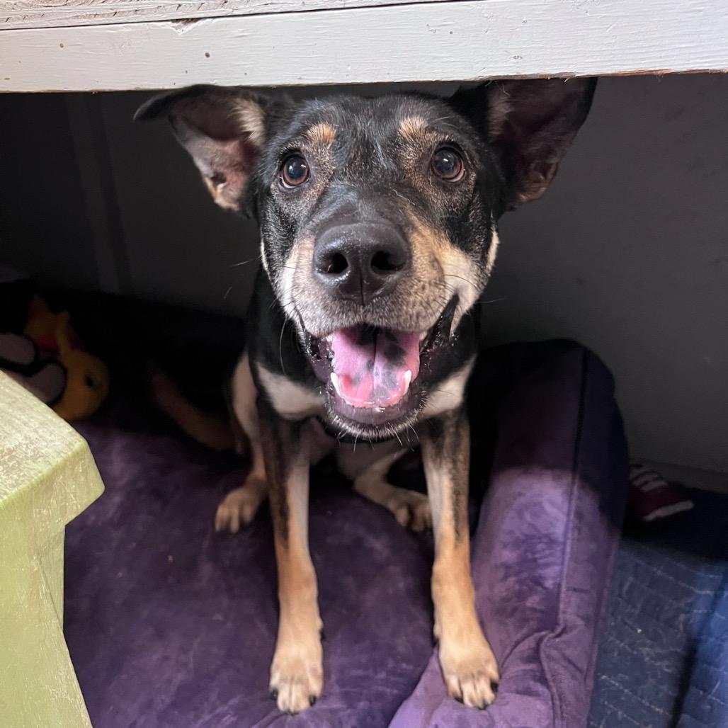 Enlarge COWGIRL, a Adoptable mixed breed in Kyle, TX image 1/6