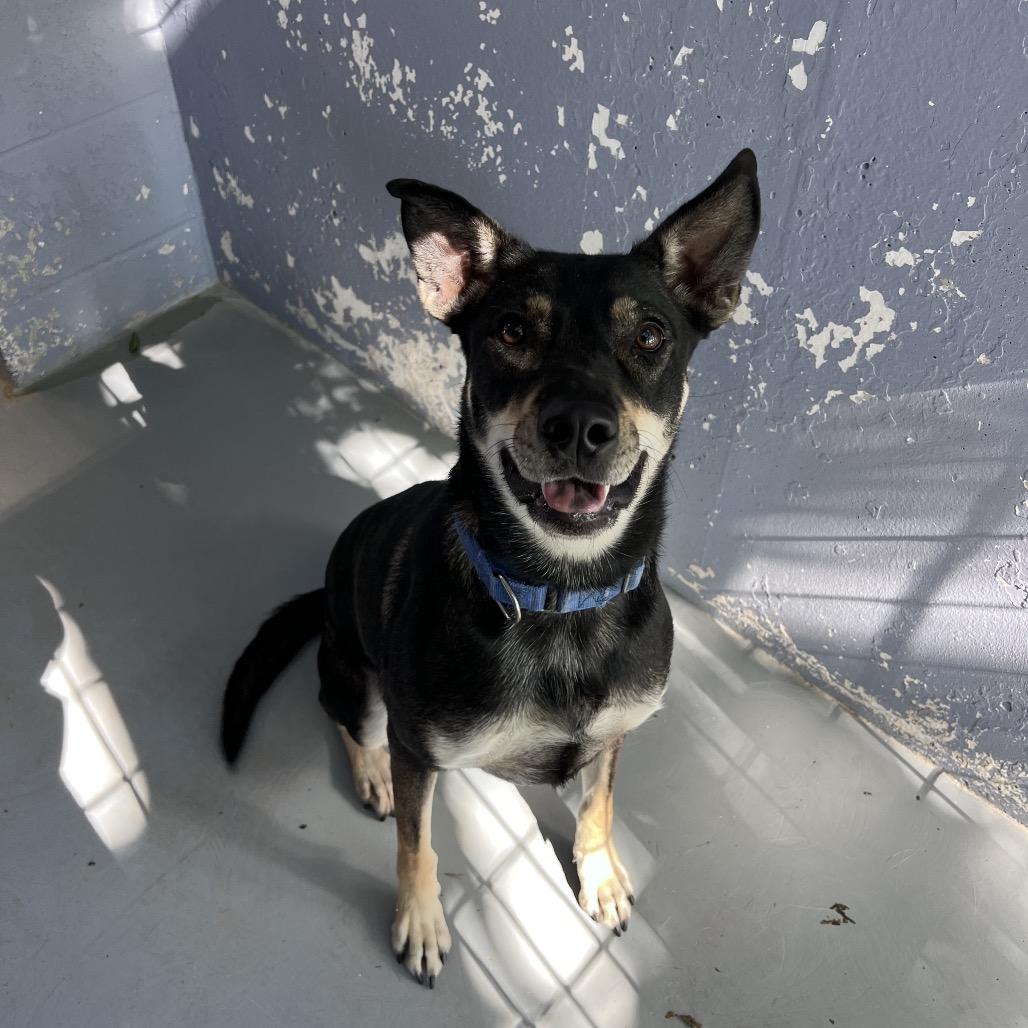 Enlarge COWGIRL, a Adoptable mixed breed in Kyle, TX image 2/6