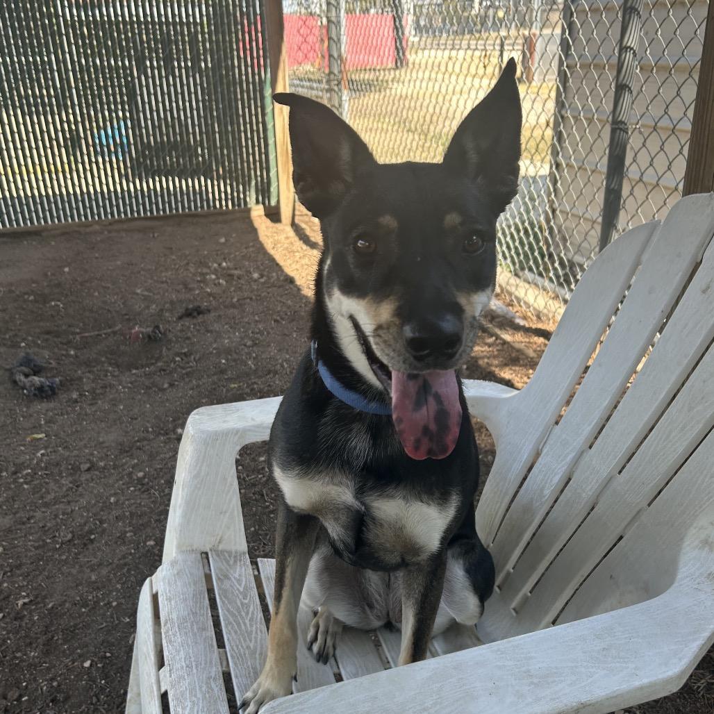 Enlarge COWGIRL, a Adoptable mixed breed in Kyle, TX image 3/6