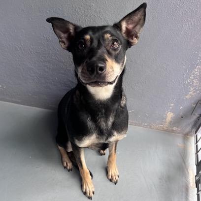 Enlarge COWGIRL, a Adoptable mixed breed in Kyle, TX image 4/6