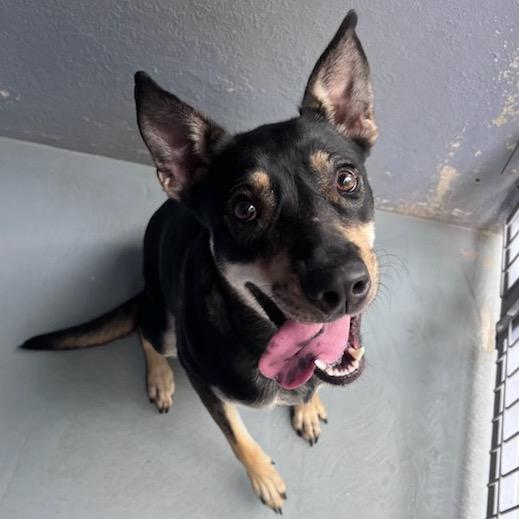 Enlarge COWGIRL, a Adoptable mixed breed in Kyle, TX image 5/6