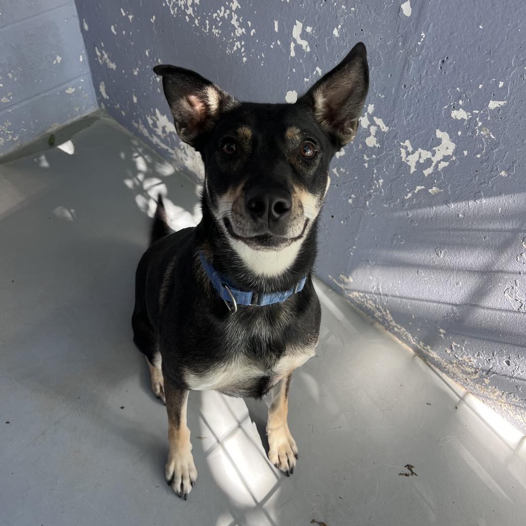 Enlarge COWGIRL, a Adoptable mixed breed in Kyle, TX image 6/6